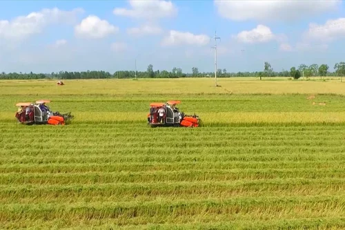 Tình huống về nhận chuyển nhượng quyền sử dụng đất trồng lúa