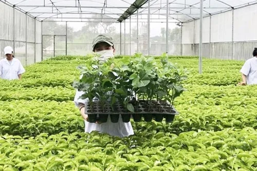 Xác lập quyền đối với giống cây trồng theo quy định của Luật sở hữu trí tuệ