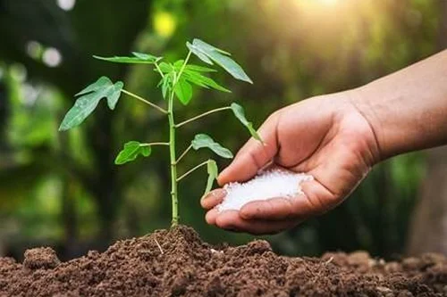 Hiệu lực Bằng bảo hộ giống cây trồng