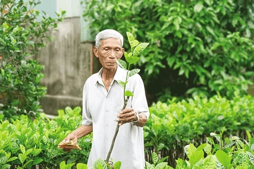 Nội dung và giới hạn quyền đối với giống cây trồng