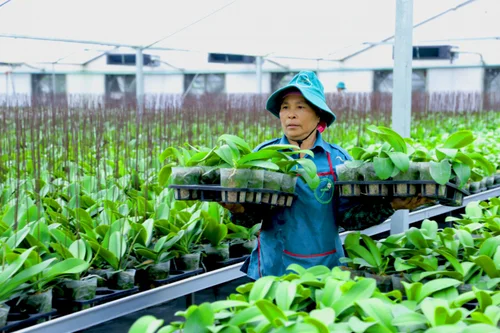 Chuyển giao quyền đối với giống cây trồng