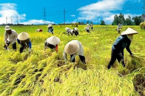 Tình huống về chuyển đổi đất trồng lúa nước sang đất kinh tế trang trại